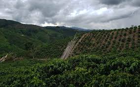 Exploring the Rich Coffee Traditions 5 - Image 2