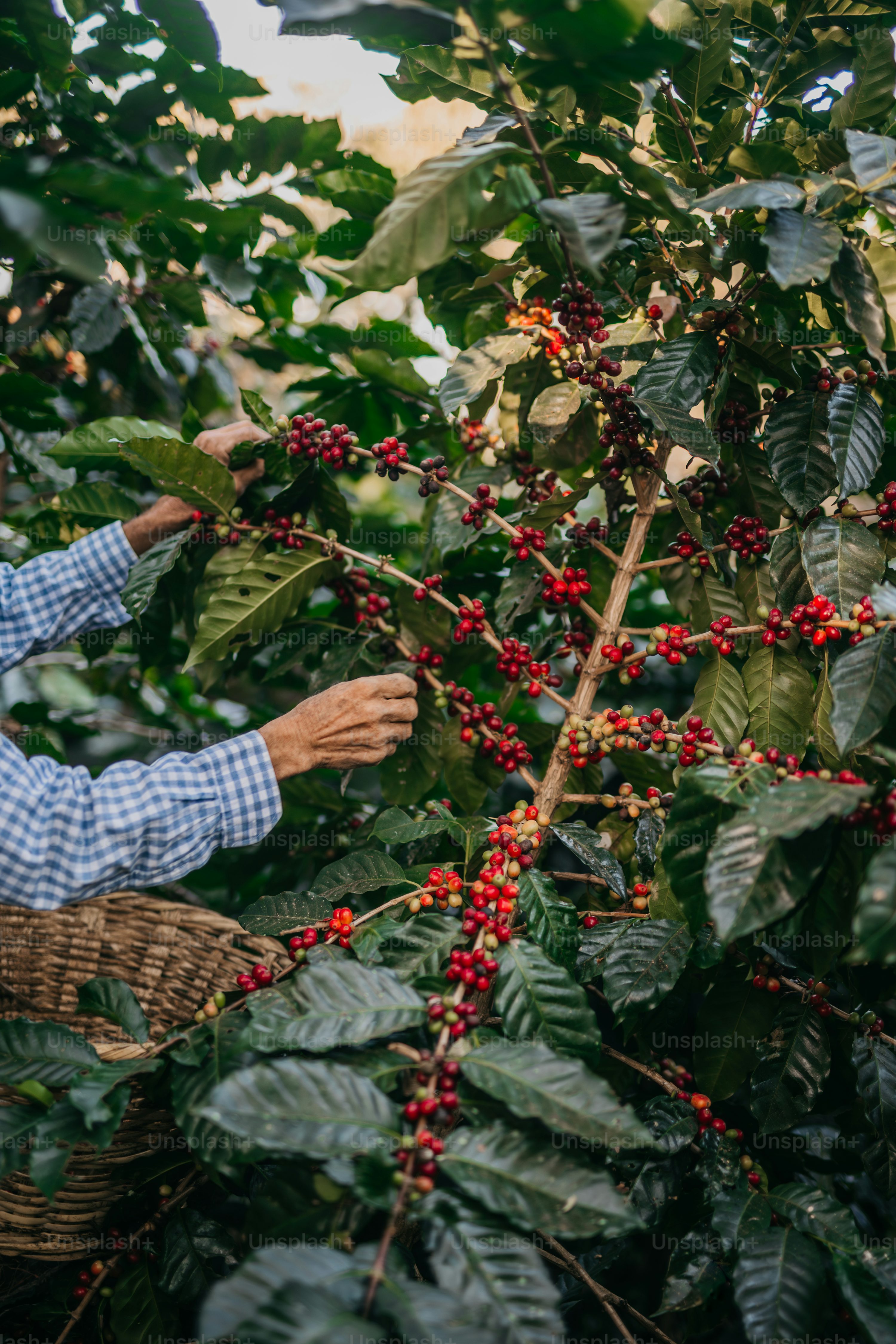 Exploring the Rich Coffee Traditions 5 - Image 3